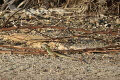 Aspidoscelis costatus