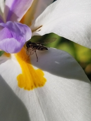 Toxomerus occidentalis