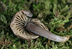 Rhodocybe