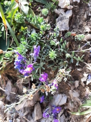 Linaria alpina