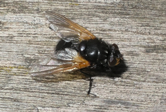 Mesembrina meridiana