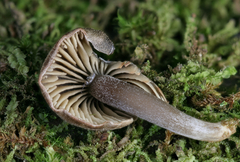 Rhodocybe