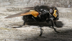 Mesembrina meridiana