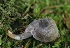 Rhodocybe