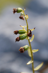 Epipactis