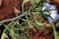 Convolvulus sagittatus