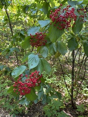 Viburnum