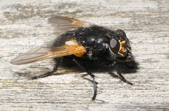 Mesembrina meridiana