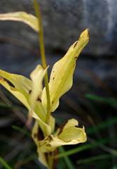 Epipactis