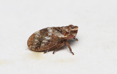 Ulopa reticulata