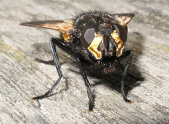 Mesembrina meridiana