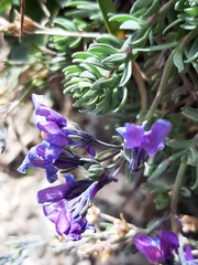 Linaria alpina