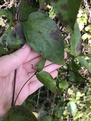 Vincetoxicum nigrum