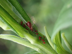 Uroleucon nigrotuberculatum