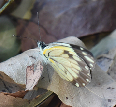 Belenois creona severina