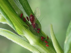 Uroleucon nigrotuberculatum