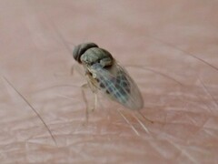 Phoridae