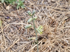 Albuca glauca
