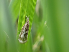 Microcrambus