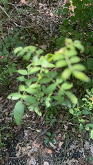 Zanthoxylum