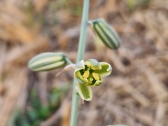 Albuca glauca
