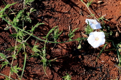 Convolvulus sagittatus
