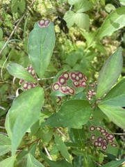 Parallelodiplosis subtruncata