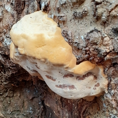 Ganoderma resinaceum