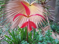 Sprekelia