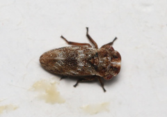Ulopa reticulata