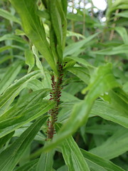 Uroleucon nigrotuberculatum