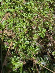 Ludwigia palustris