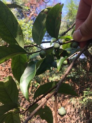 Diospyros morrisiana