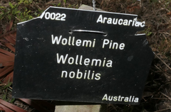 Wollemia nobilis