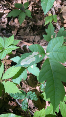 Cameraria guttifinitella