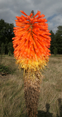 Kniphofia rooperi