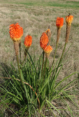 Kniphofia rooperi