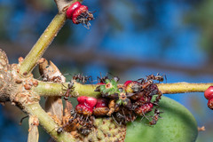 Disholcaspis prehensa