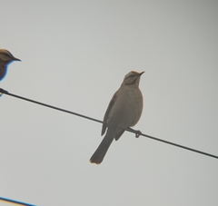 Mimus thenca