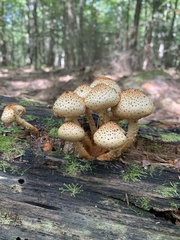 Pholiota