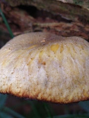 Tricholomopsis