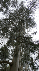 Eucalyptus dalrympleana
