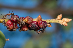 Disholcaspis prehensa