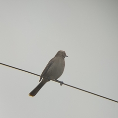 Mimus thenca