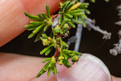 Eriophyes adenostomae