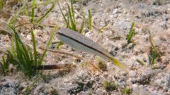 Mullus barbatus