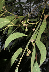 Eucalyptus dalrympleana