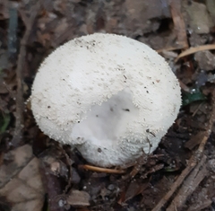 Lycoperdon