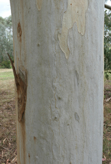 Eucalyptus dalrympleana