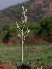 Albuca setosa